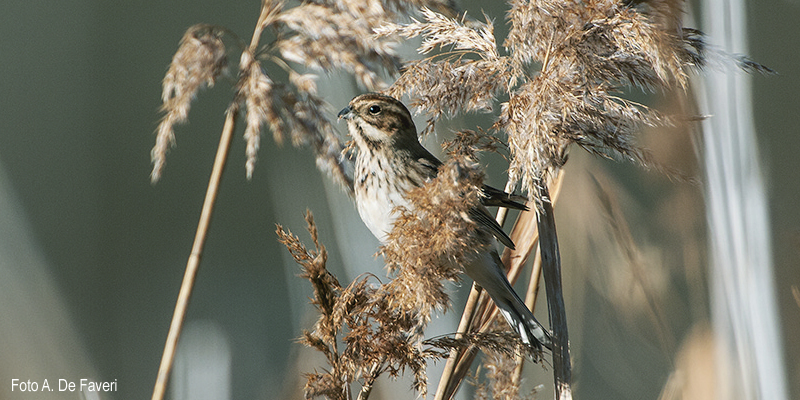 Reed bunting