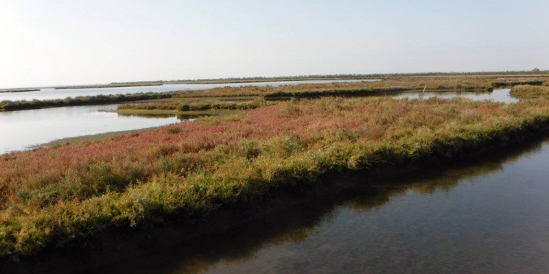 Natural salt marshes